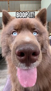 How many times did you boop the snoot? . . . #dogsofinstagram #boopthesnoot #husky #dogreels | Kovu