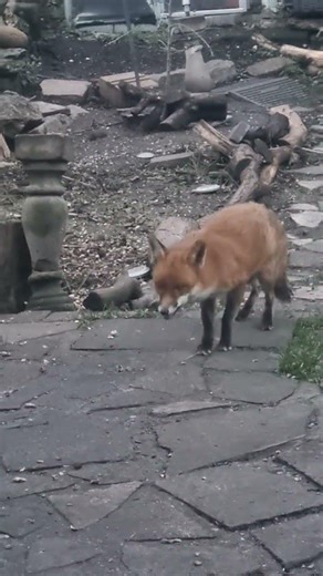 he stole all of Titchs chicken! #GardenGang #foxes
