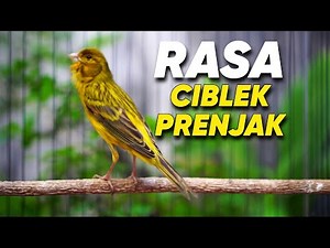 BURUNG KENARI GACOR ISIAN CIBLEK PRENJAK COCOK BUAT MASTERAN KENARI PAUD BELAJAR BUNYI