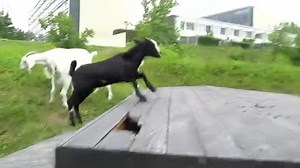 1.4K views · 223 reactions | Flashback: Goat fun (2013) For our Sunday Funday flashback we go back and have some fun in 2013. A bunch of lovely goats just running around like their hooves had springs. We have darling Mia, sweet grandma, goofy Palle, gentle Kamel and the big kids Medium and Large. I think that's everyone, it's hard to keep count when they're running around like that! Hope it puts a smile on your face. | Mia, the cutest baby goat in all of Denmark | Facebook