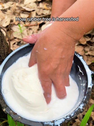 Natural Rubber Extraction Process: Satisfying and Raw