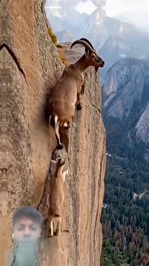 Ibex Goat Amazing Climbing Skills 😱 | Gravity Ko Challenge Karne Wali Bakri #wildlife