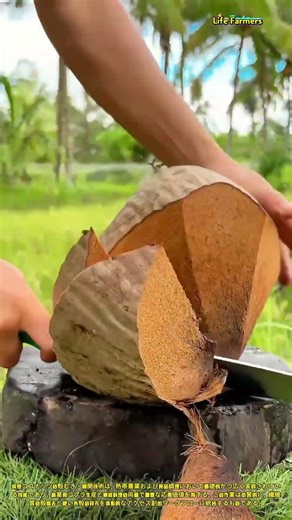 成熟ココナッツの殻剥きと割開技術