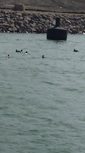 29 reactions | Look who showed up for a Rum Runner. | Rum Runners | Facebook