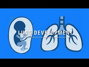 Lung development/embryology notes