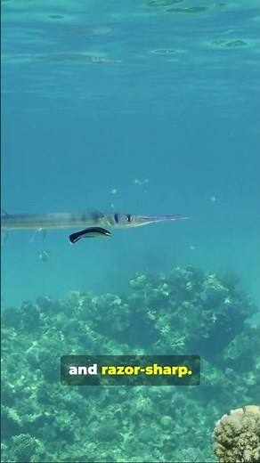 This Fish Can Jump and Injure Humans 😱 | Needlefish Facts