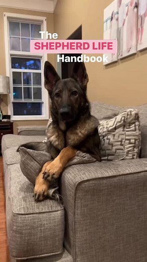 609K views · 10K reactions | The SHEPHERD LIFE handbook #reels #funny #sadiethesableshepherd #gsd #germanshepherd | Sadie the sable shepherd | Facebook