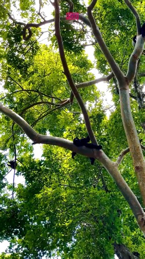 En este video exploramos Calakmul, una de las ciudades mayas más grandes e impresionantes de México, ubicada en lo profundo de la selva de Campeche. Entre pirámides monumentales, templos y la riqueza natural de la Reserva de la Biosfera, descubriremos la grandeza de esta antigua capital que llegó a rivalizar con Tikal y otras potencias mayas. Acompáñanos a recorrer su historia, su arquitectura y la magia de la selva que la resguarda hasta hoy. #Calakmul #Campeche #MundoMaya #México #Arqueología 