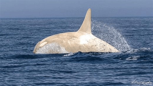 Watch Rare White Orca Spotted Swimming With Pod Off Coast Of Japan