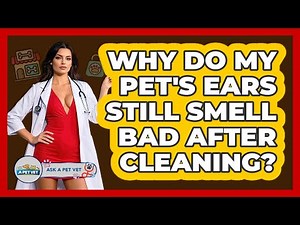 Why Do My Pet's Ears Still Smell Bad After Cleaning? - Ask A Pet Vet