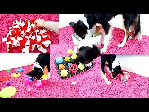 10 DIY Beschäftigungsideen für Hunde
