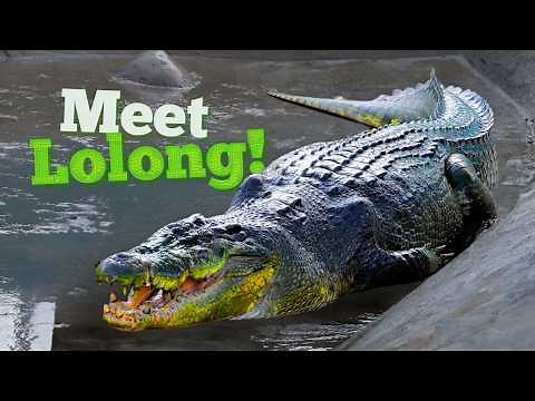 The 2,370 Pound Beast: The largest man-eating crocodile ever captured in HISTORY!