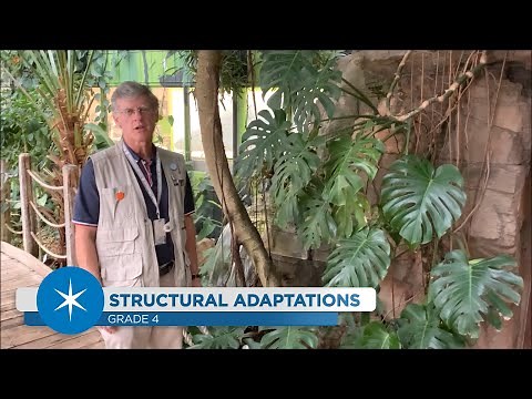 Plants of the Rainforest