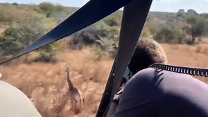 Capture and relocation of Southern Giraffe back to safety. Our field vets in Mozambique were called to capture and translocate a young male Giraffe who had escaped the safety of his reserve and wandered into unprotected land where he was in danger from poachers and coming into conflict with a local community. Giraffe capture is both challenging and dangerous for the wildlife team and the animal, it involves giving a massive overdose of opioids to the Giraffe in order to get them down as quick as