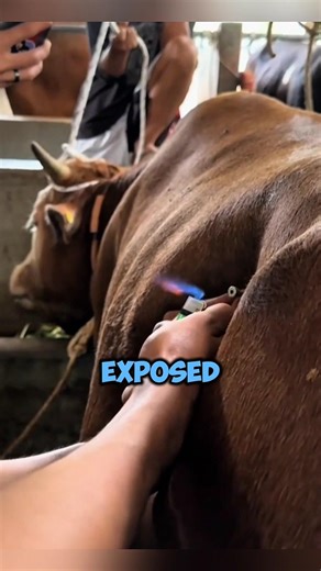 Farmers Use This Trick to Save aBloated Cow!🤯 #shorts #animals #interestingfacts