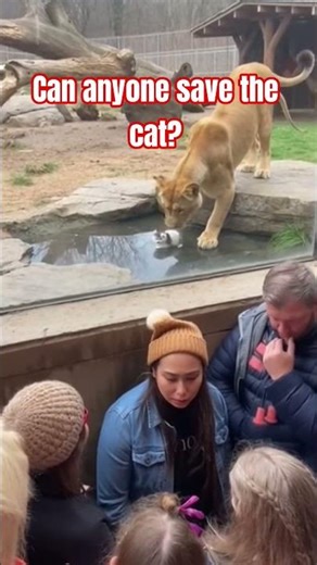 Cat Falls, Into Lion Enclosure,! Tense Standoff 🦁🙀 (Big Cat vs Little Cat) #cat #lion #zoo