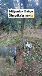 The olive grove you said wouldn't recover in ten years is in its fourth month. 😊 Enjoy watching. ...