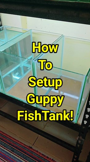 Simple yet effective way to Set up fishtank for guppies #Guppyfish #Guppies #BreedingGuppyfish #Fishkeepers #Pet #fishtank | Albert's Guppy Adventure