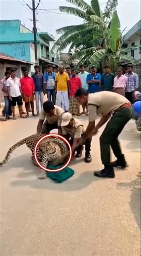 Wild Leopard Trapped by Python in Indian Village | Dramatic Rescue😱#animalrescue #wildlife #leopard