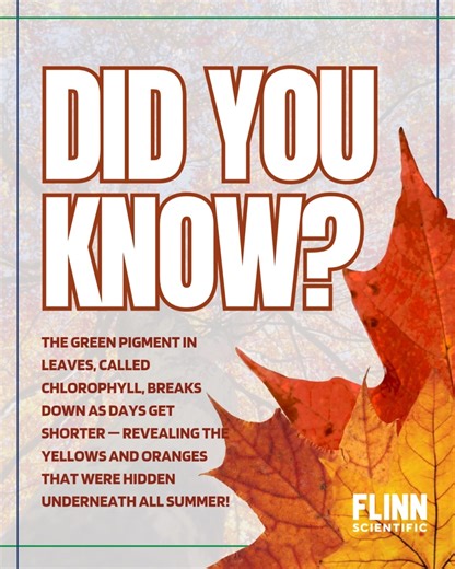 1.2K views · 17 reactions |  Did you know the green pigment in leaves — chlorophyll — breaks down as days get shorter, revealing the yellows and oranges that were hidden underneath all summer? Science makes fall colors even cooler!  #FlinnScientific #STEM #FallScience #ScienceIsCool | Flinn Scientific | Facebook