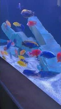 What is the Best Substrate for African Cichlids?