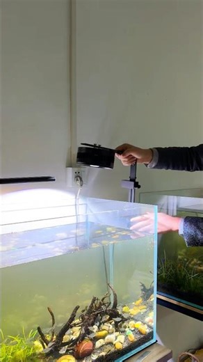 Different aquarium lights produce different effects in the fish tank.Which one do you prefer?