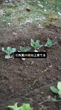 🥬 白菜は結球させるのがコツ！失敗しない育て方3ポイント