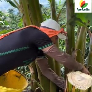 1.7K views · 19 reactions | Fertilisation banane plantain. Nous n'avons aucun droit sur la musique. | Agro-Food FM | Facebook