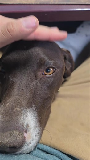 Inside Out Dog Training (@insideoutdogtraining)’s videos with original sound - Fin Draper Music