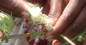 Principles Of Plant Breeding ICAR E course Free PDF Book Download e krishi shiksha