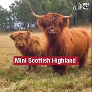 60K views · 70 reactions | They're sooo cute!  Read more: https://bit.ly/3tuQ9nr | Wide Open Spaces | Facebook