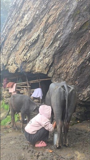 Living Inside a Natural Cave in the Himalayas | Milking Buffalo & Traditional Mountain Village Life