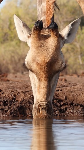 Giraffe Drinking water Wincent J8C8k #nature #wildlife #Giraffe | HAWI Studios