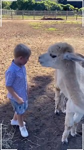 36K views · 375 reactions | When pets act like tiny weird humans...  The results? PURE CHAOS!  Smash that LIKE button if you agree pets are life’s best entertainers! #Animals #funnyJobs #DailyLOL #PetFails #SillyPets | Amazing Videos | Facebook