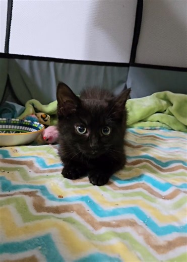 It's official. She's no longer Miss Hissy. 🤗 ... happens at exactly the 30-second mark... | Cat Advocacy and Rescue Association - CARA