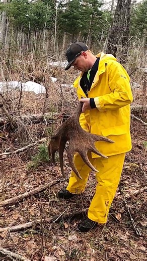 GIANT Moose Brow Antler! #antlerhunting