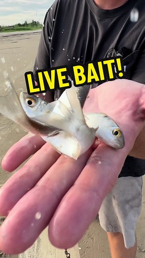 How to Catch Unlimited Live Bait for Fishing!