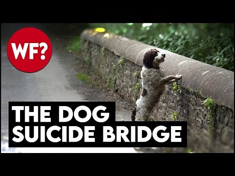 The Dog Suicide Bridge | Why Have Hundreds of Dogs Jumped?
