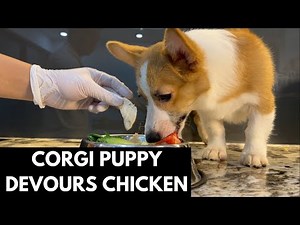 Unbelievable! Corgi Puppy Devours Chicken, Boiled Vegetables & Gizzards #CorgiEating #DogEating