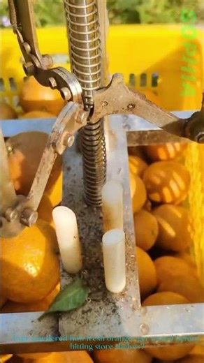 Orange Quality Check This Tool Spots Imperfections Fast!