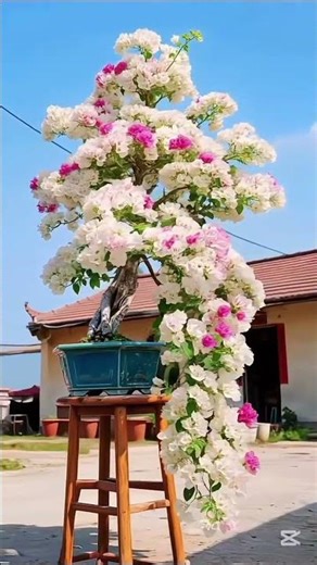 The Most Underrated Indoor Bonsai Tree 🌳