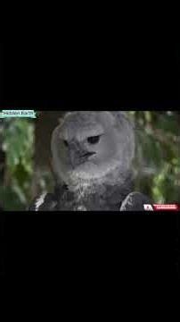 „Amazonul: Jungla Morții 😱 Animale Letale și Mistere Ascunse | Documentar Complet”