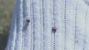 Tick Season Could Be Worse