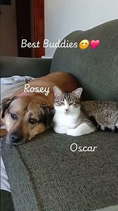 #Cat Oscar the tabby kitten, and #Dog rosey the german shepherd boxer mix.
