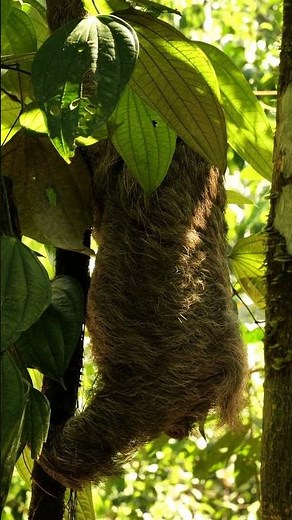 Why are sloths so slow? #naturepbs #animal #sloth
