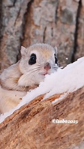 isobo(いそぼ) on Instagram: "@isobo The ezo flying squirrel is a cute animal that lives in Hokkaido,Japan. Forest fairy, the Ezo flying squirrel🧚‍♀️ Ezo flying squirrels are nocturnal, so they return to their nest holes at dawn, sleep during the day, leave their nests at sunset, and are active at night. For this reason, most footage of Ezo flying squirrels is taken in the dark. However, on very rare occasions, they can be captured during bright daylight hours. This video was taken last year durin