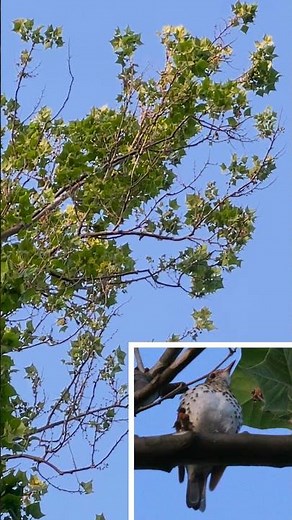 Thrush Duet: Wood and Hermit Thrushes Singing, Broomall #birdwatching #wildlife #birdsounds #nature
