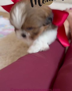 2.3K views · 88 reactions | Meet Bruno‼️This little Shih-Tzu baby is ADORABLE! He looks just like a teddy bear and is sweet as apple pie. I’m in love Visit https://princesspuppies.com/ to more info all about him. #truelove #puppybreath #shihtzu #princesspuppies #unconditionallove #cutenessoverload | Princess Puppies | Facebook
