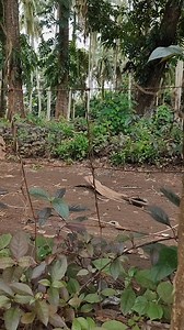 Nihonjin no rinjin ni "Kayuran" o kaeshimasu 🇯🇵 #fyp #reelsfyp #ofwreels #ofwlife #fbreels #reelsviral | Kua pitz vlog