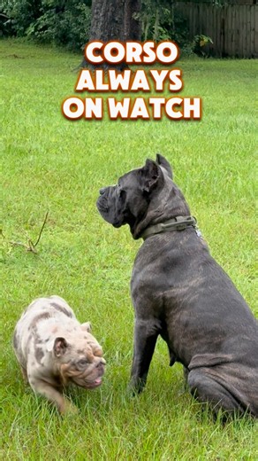 They’re busy playing, she’s busy watching. We breed Bulldogs & Cane Corsos for families nationwide.